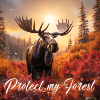 Protect my Forest - Creative Concept